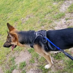 Meet your Posher, Presley